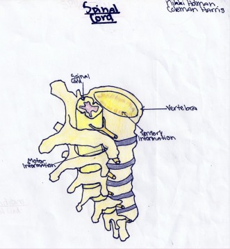 The Spinal Cord - The Nervous System